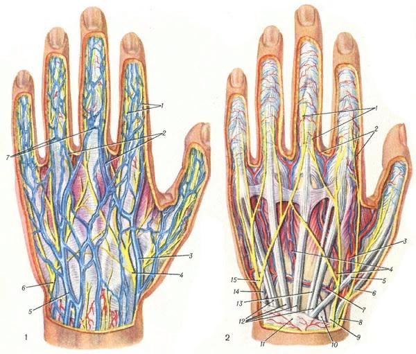 поверхностная ладонная дуга анатомия. поверхностная ладонная артерия. сосуды указательного пальца. сосуды указательного пальца. глубокая ладонная дуга кисти.