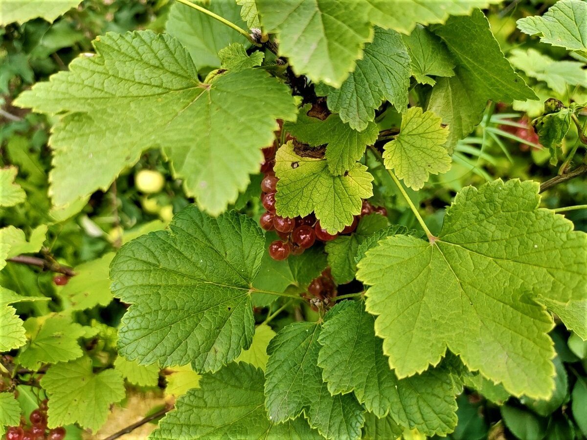 Смородина "голландская белая" ribes rubrum. Смородина щедрая. Смородина душистая. Смородина кремовая.