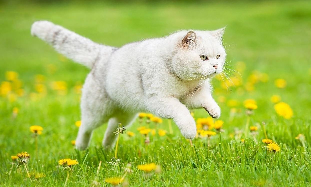 Котенок бежит. Кот бежит. Кошка бегает. Котик на лужайке. Белый кот бежит.