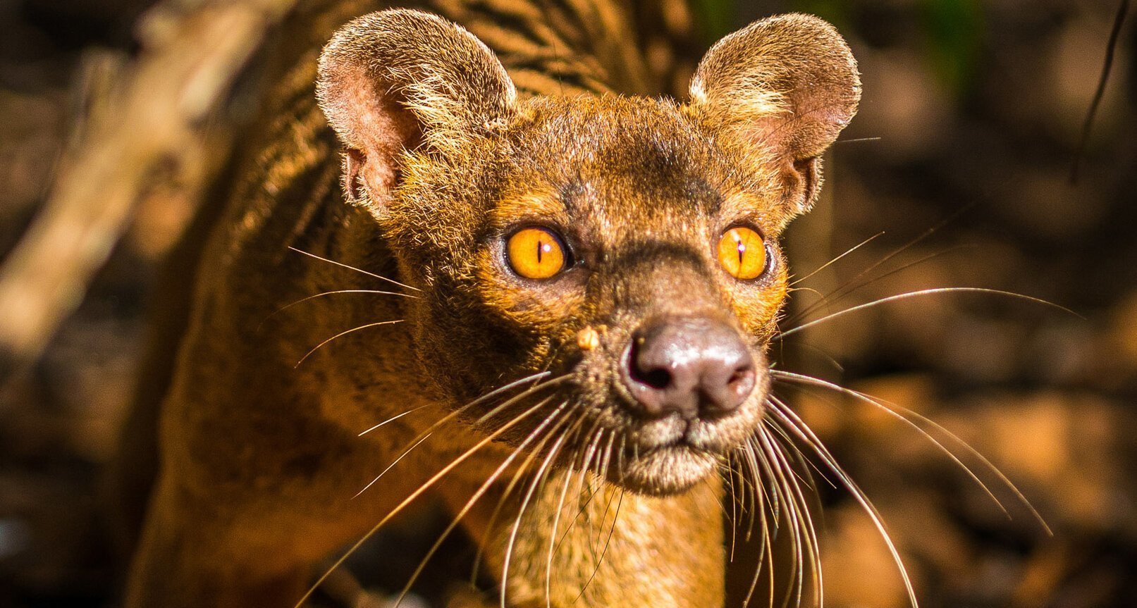 Кот мадагаскарский фото