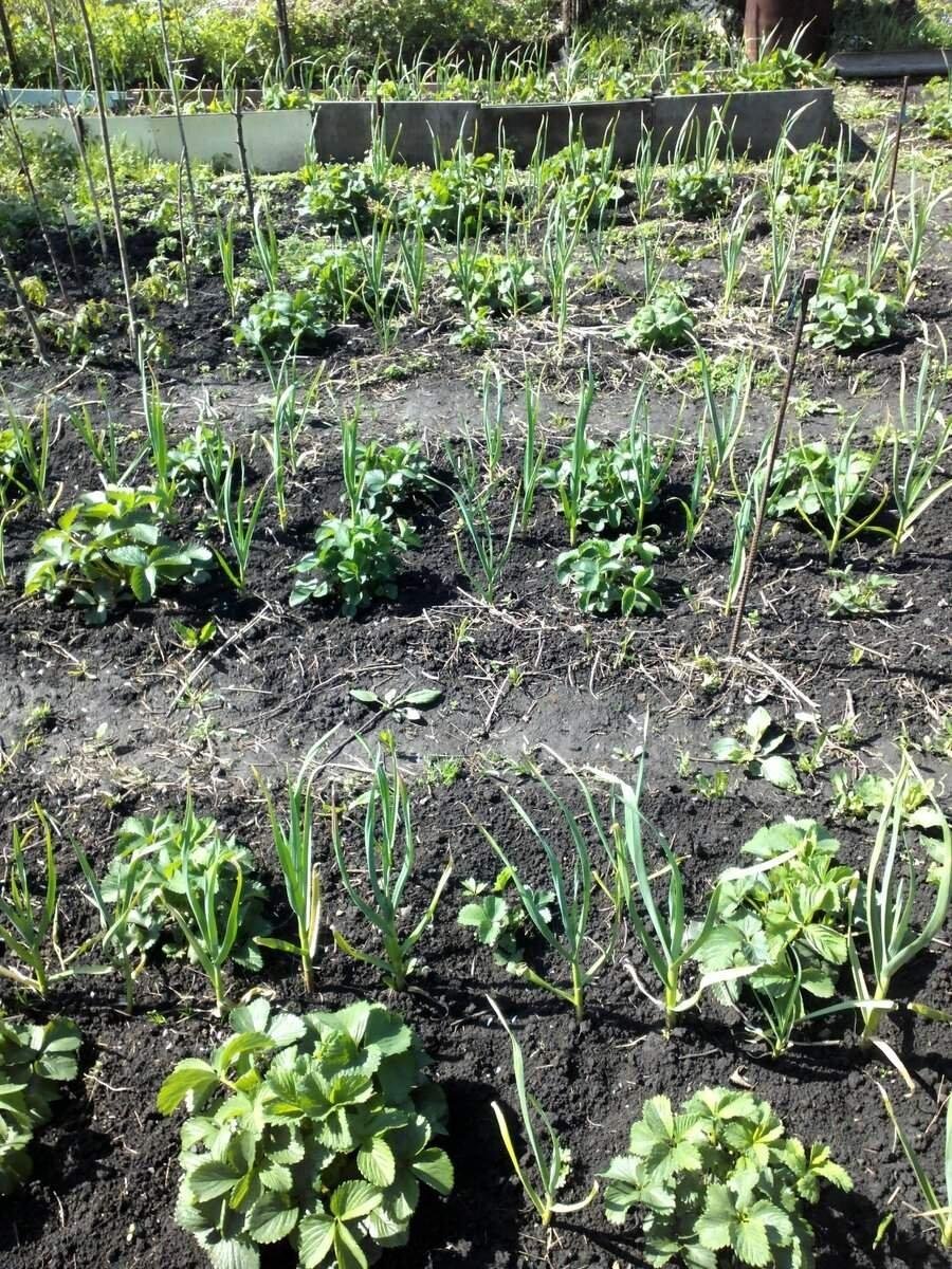 Грядка с клубникой и чесноком. Грядки для клубники. Можно ли сажать чеснок с клубникой. Грядка с клубникой и чесноком. Клубника и лук на одной грядке.