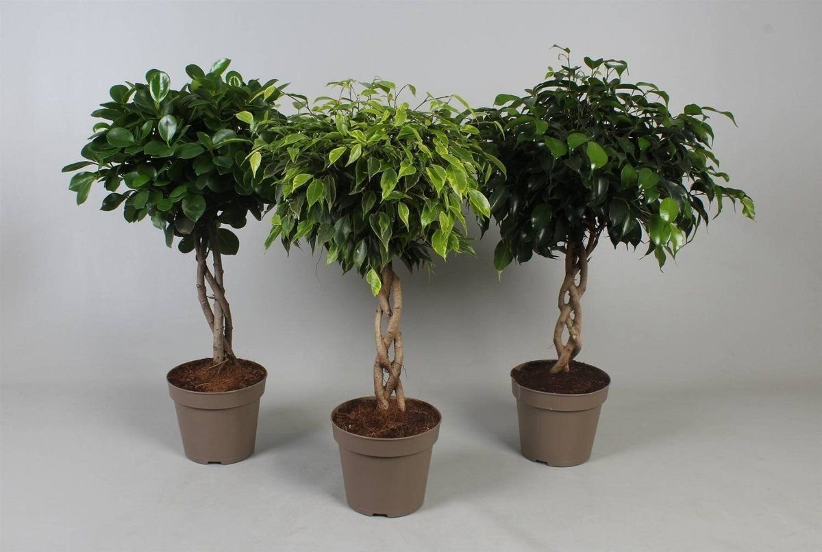 Фикус Бенджамина (Ficus benjamina)