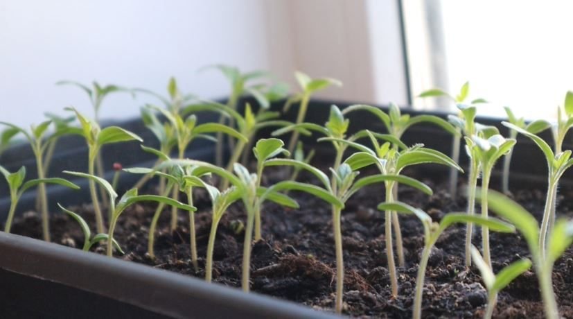 Рассада помидор и перцев. Сколько всходит рассада помидор. Семена помидор на рассаду. Рассада помидоров ростки. Как всходят помидоры рассада.