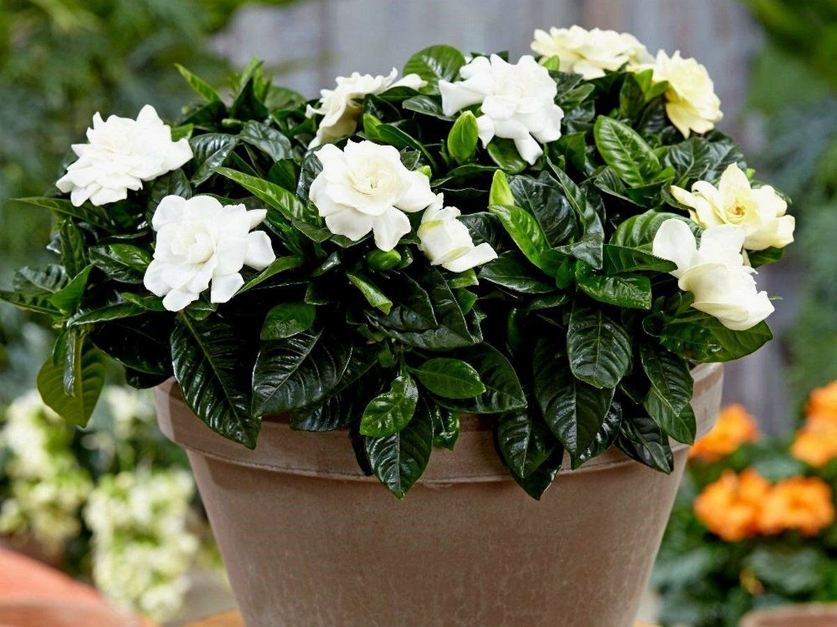 Гардения жасминовидная (gardenia jasminoides)