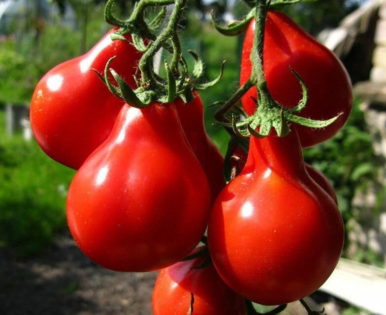 Курчавость томатов в теплице фото и их лечение