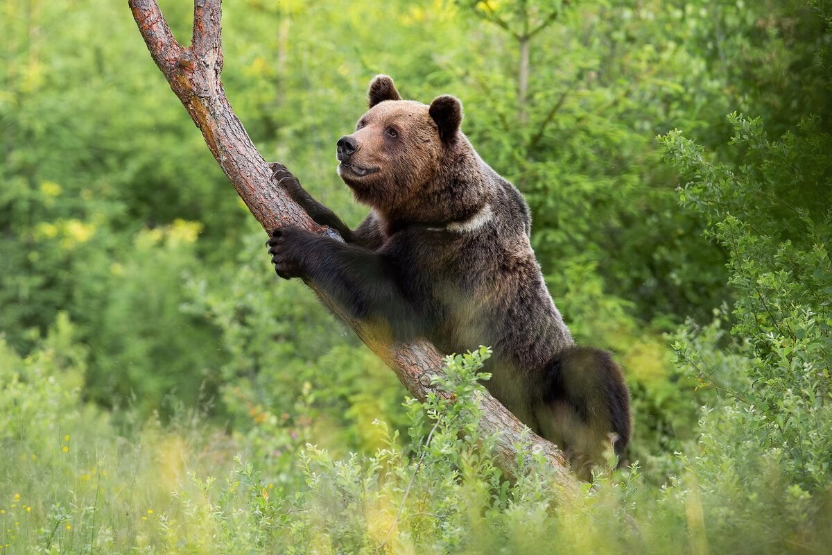 Как живёт бурый медведь: 10 интересных фактов из жизни «косолапого ...