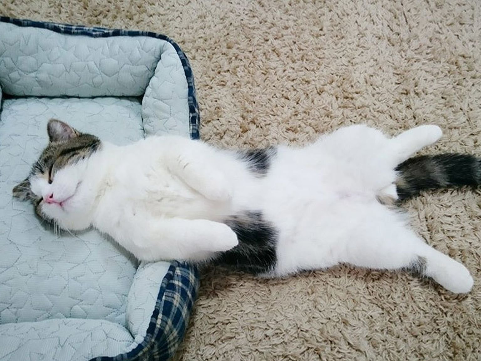 Кошка переворачивается. Кот спит на спине. Кот лежит на спине. Котик спит на спине. Кошка валяется на спине.