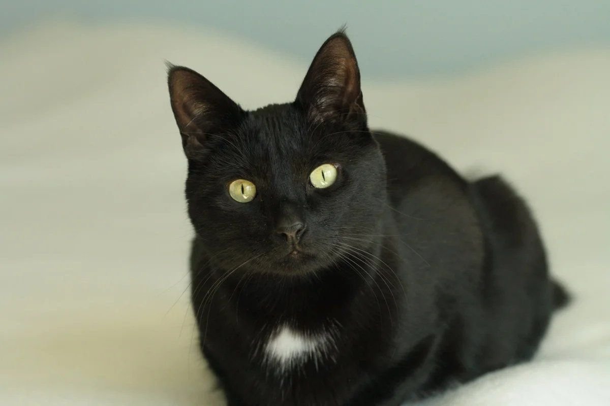 Египетская кошка черная порода