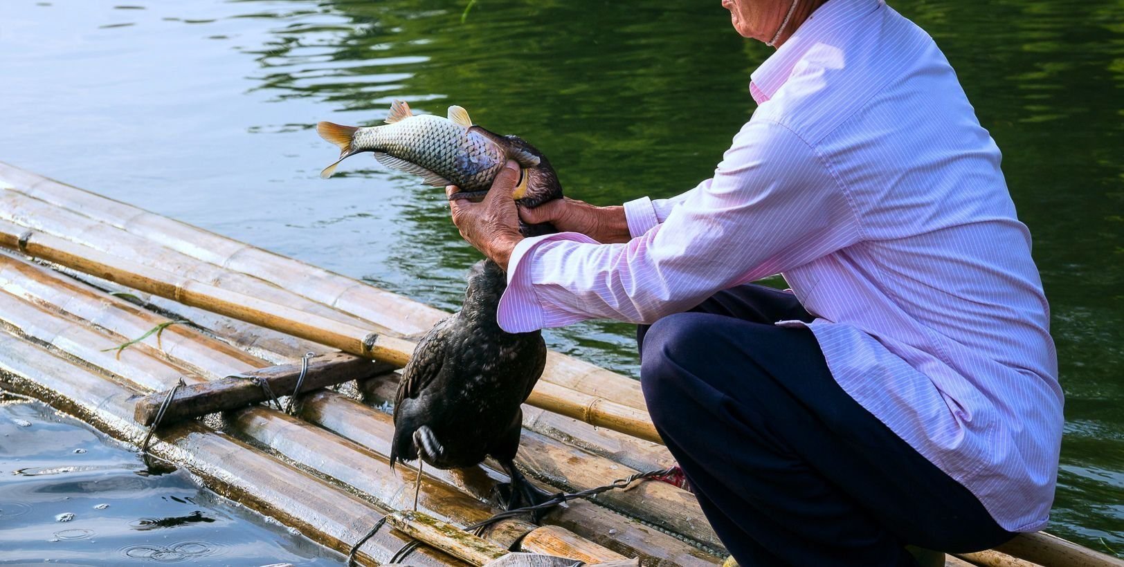 Fishing methods. Рыбалка с бакланами. Птица который обучает китайцы ловят рыб. Unusual Fish.