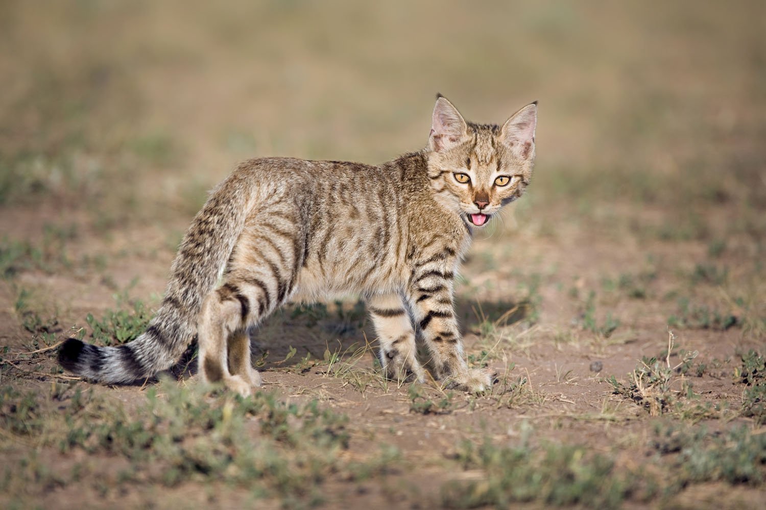 Ливийская кошка фото