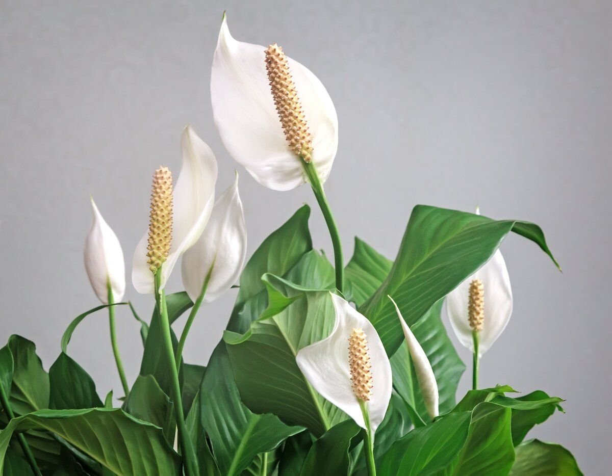 Цветы женское счастье. Спатифиллум цветок. Спатифиллум Уоллиса. Spathiphyllum wallisii цветок. Лилия мира спатифиллум.
