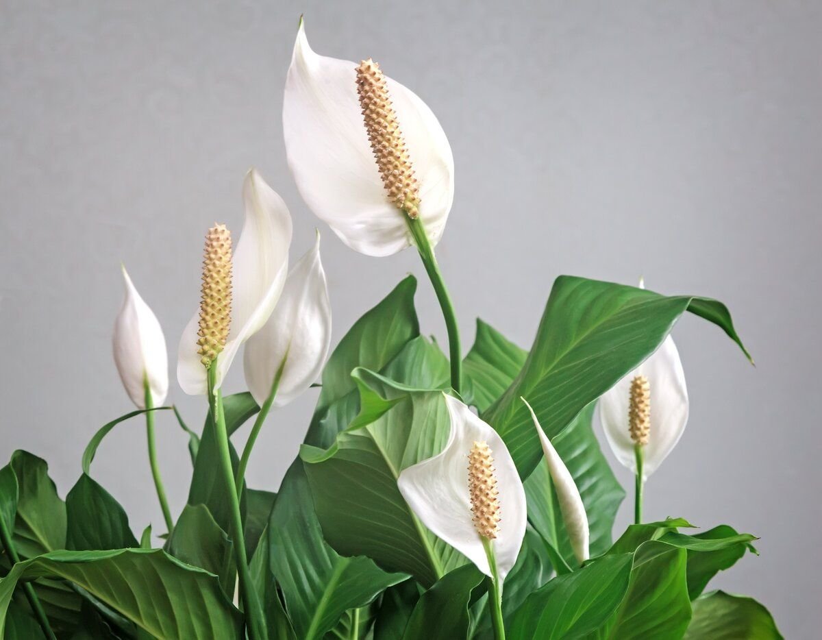 Фото цветка женское счастье. Спатифиллум цветок. Спатифиллум Уоллиса. Spathiphyllum wallisii цветок. Лилия мира спатифиллум.