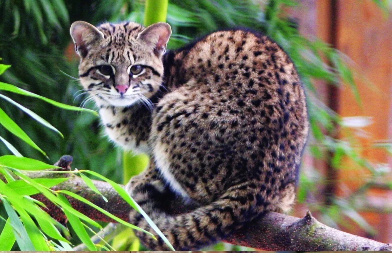 Кодкод. Кошка Жоффруа (leopardus geoffroyi):. Пампасская кошка. Пампасская кошка (leopardus Pajeros),. Южноамериканского дикого кота Жоффруа.