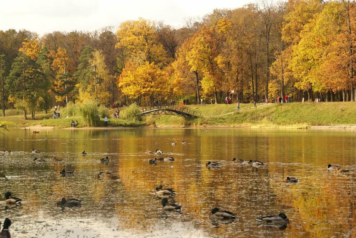 Природа москвы презентация