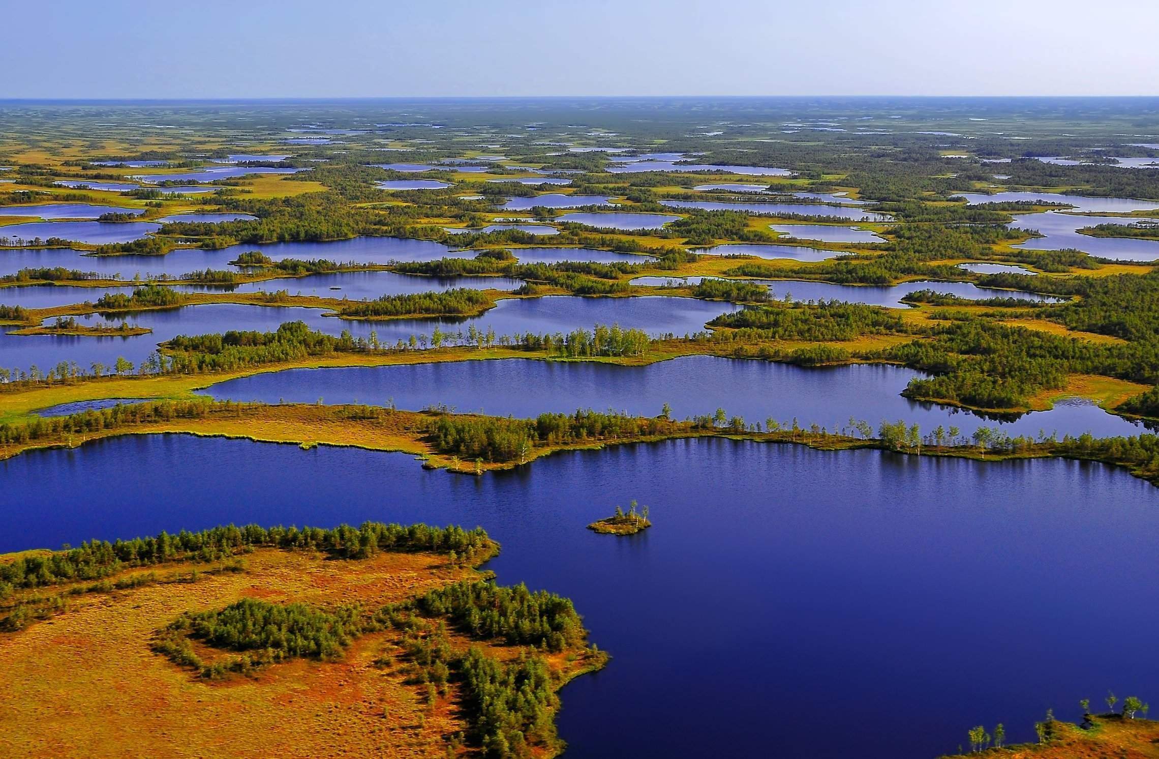 Васюганские болота — одни из самых больших в мире. Чем они знамениты ...