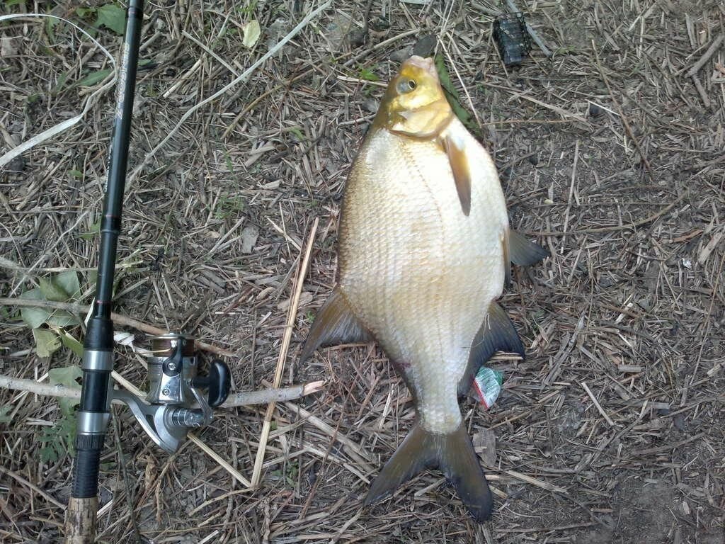 Любит ли лещ чеснок. Прикормка карась чеснок. Премиум фидер. Ловля леща на кукурузу. Прикормка жидкая лещ чеснок.