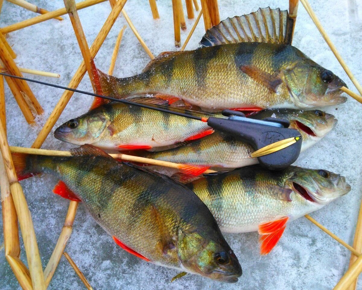 Ловля окуня зимой. Крупный окунь зимой. Окунь в камышах. Блесна на окуня. Окунь хватает блесну.