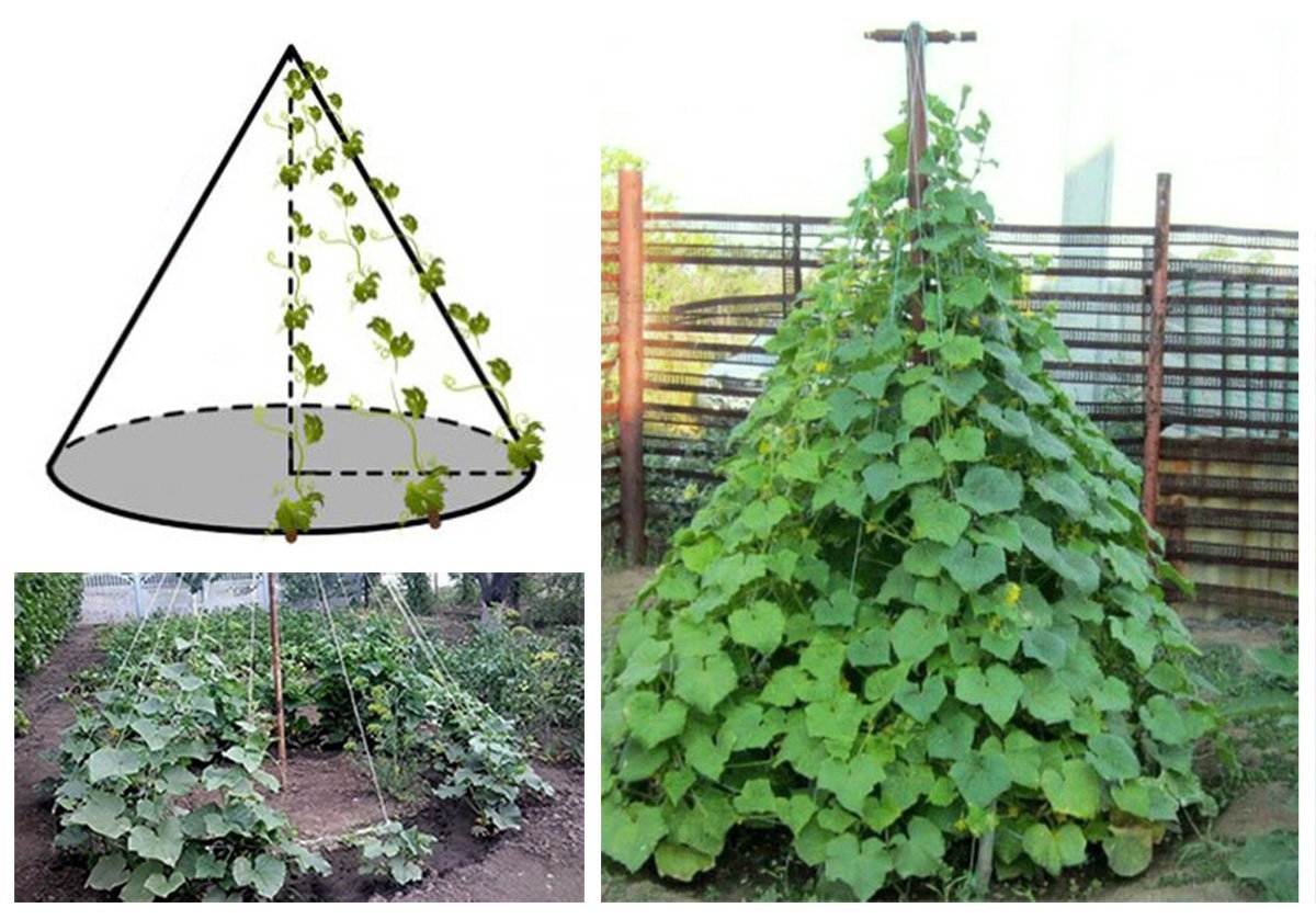 Пирамида для огурцов в открытом грунте своими руками фото