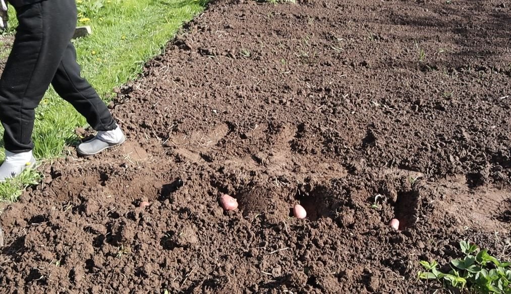 8 всего участка земли. Когда сажают картофель весной в подмосковье. Под посадку картофеля отвели 0. Картофель на грядке. Способы посадки картофеля.
