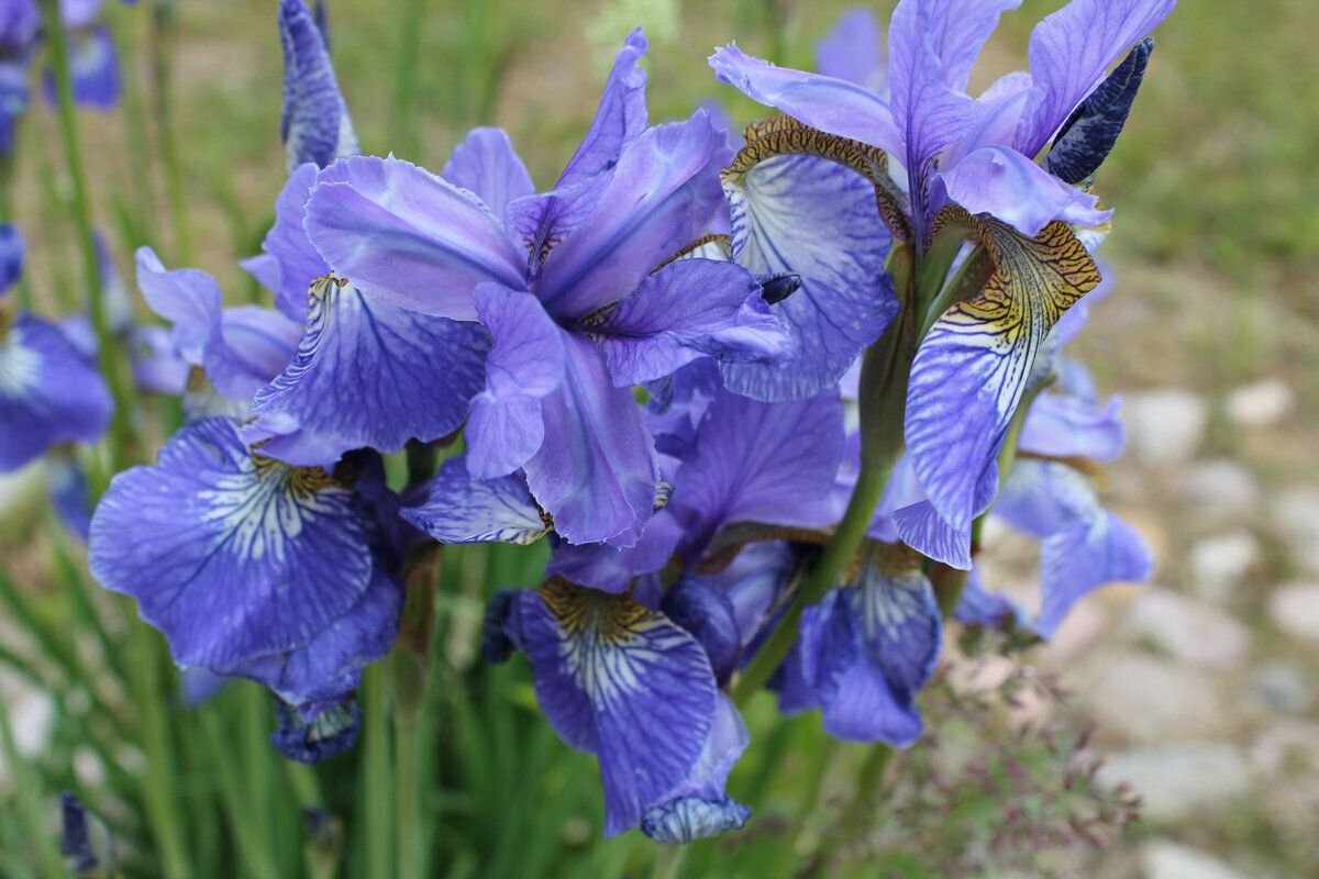 Ирис фиолетовый обыкновенный. Цветок ириса. Ирис тинунин. Есть ирис расцвел ирис. Ирис касатик.