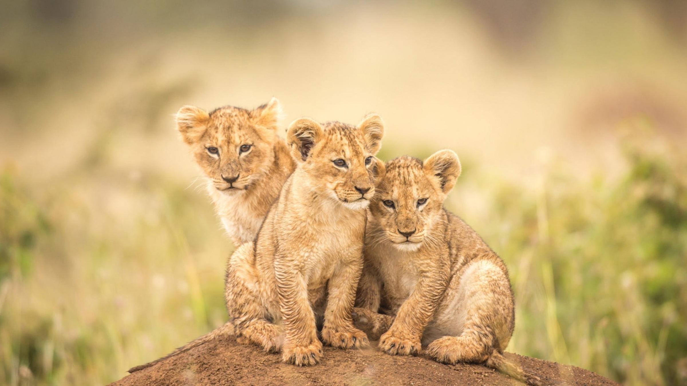 Лев львица три львенка семья