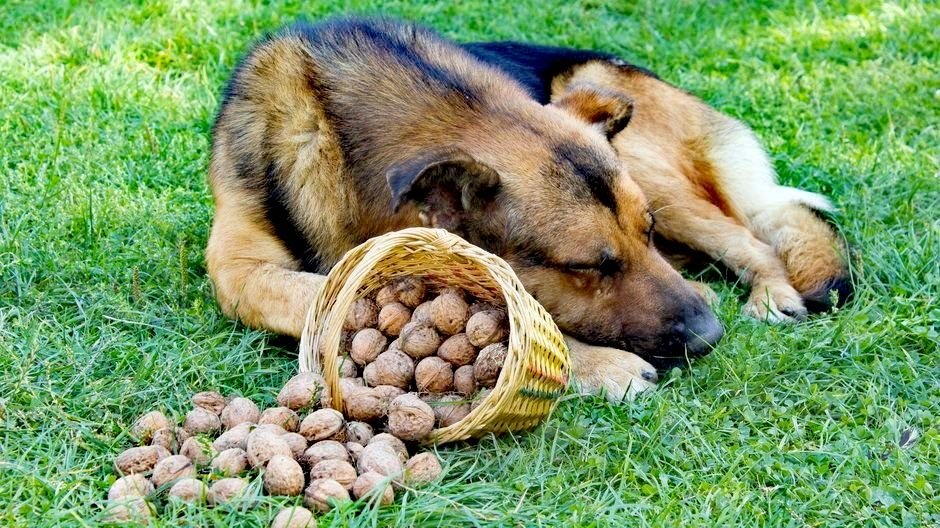 пёс орешек. орех с песиком. собака с фисташками. собачьи орешки. собака орех.