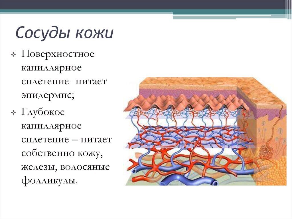 Кровеносные сосуды кожи участвуют в терморегуляции. Кровеносные сосуды кожи. Кровеносные сосуды кожи функции.