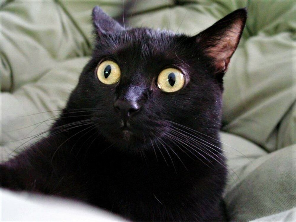 Черный удивление. Черный кот с косоглазием. Удивленный черный кот. Кот Мем. Кот глаза в кучу.