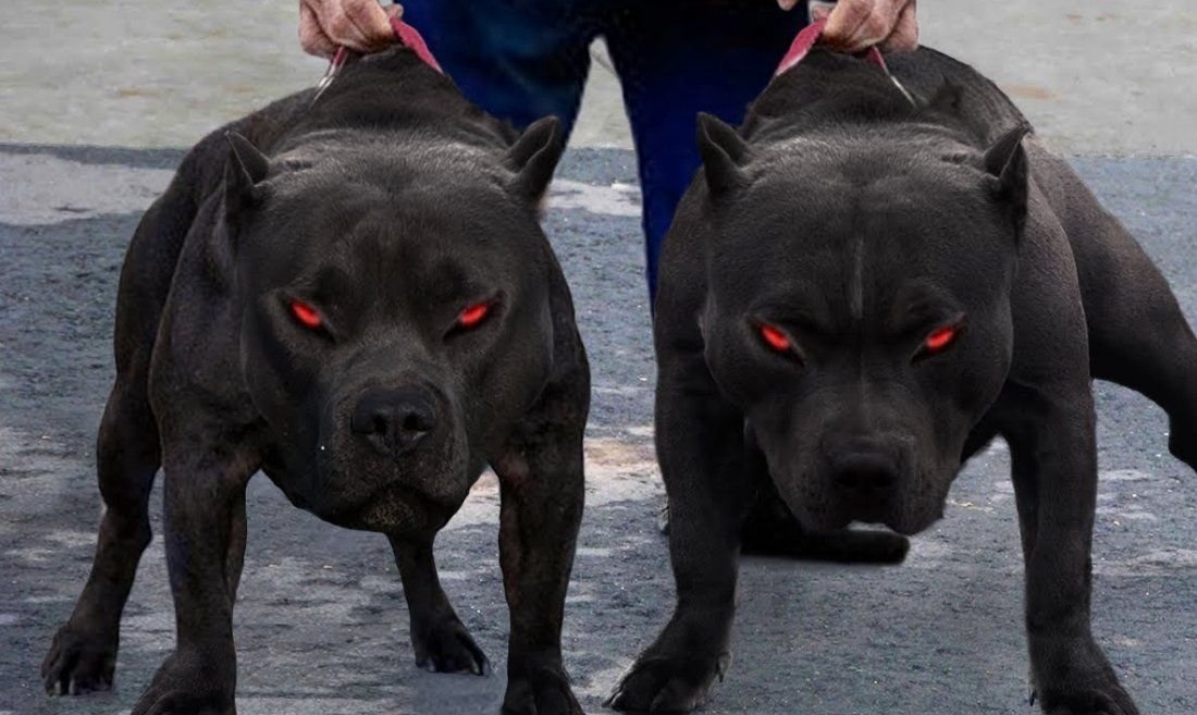 Топ опасных собак в мире. Топ опасных собак в мире. Канарский дог бойцовский. 10 самых опасных собак в мире. Американский питбультерьер опасная собака.