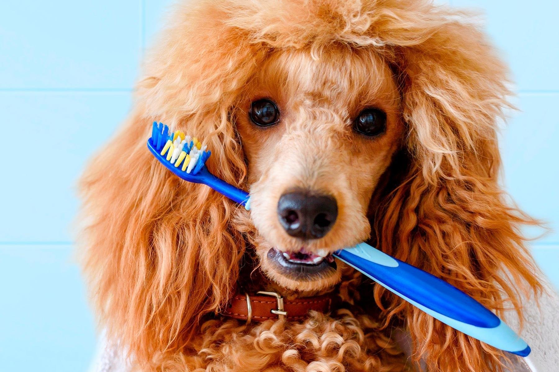 Уход за полостью рта собаки | Как правильно чистить зубы собаке в ...