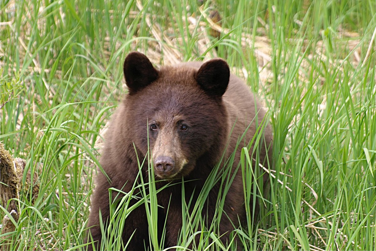 Барибал медведь. Любопытный медвежонок картинка. Флоридский медведь. Белый медведь ест арбуз. Барибал северной америки.