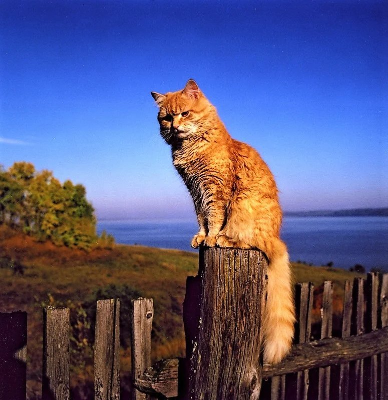 кот на заборе. кот сидит на заборе. коты на заборе. кошка сидит на заборе. коты сидели на заборе.