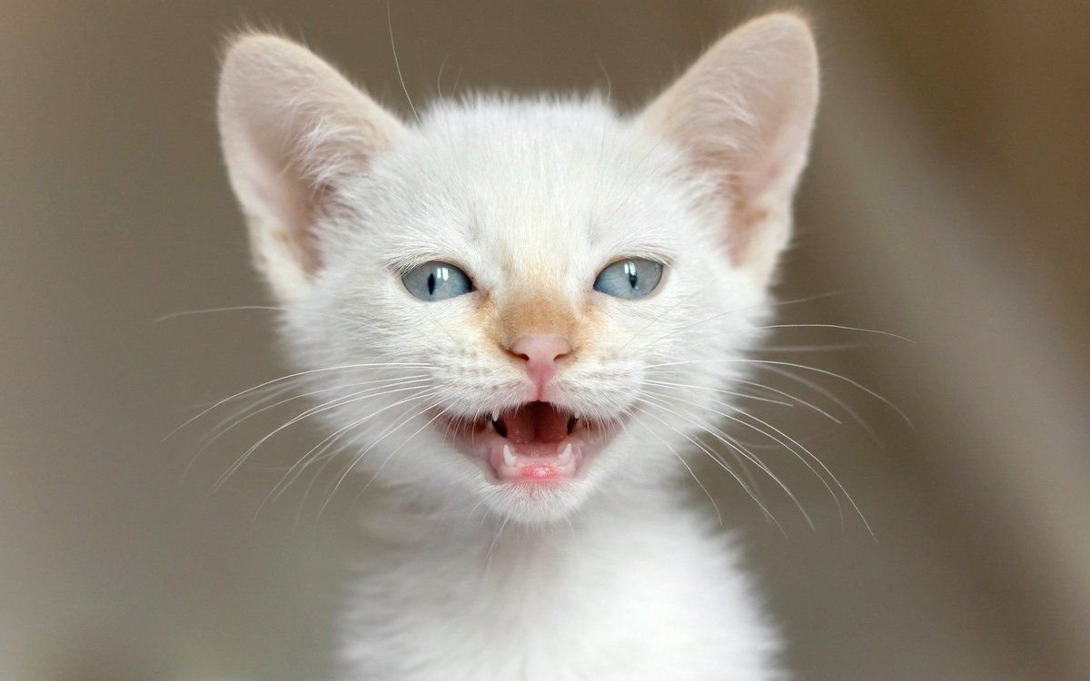 Кошка смотрит и мяукает. Белый котенок. Морды котов. Кошка белая. Морда белого кота.