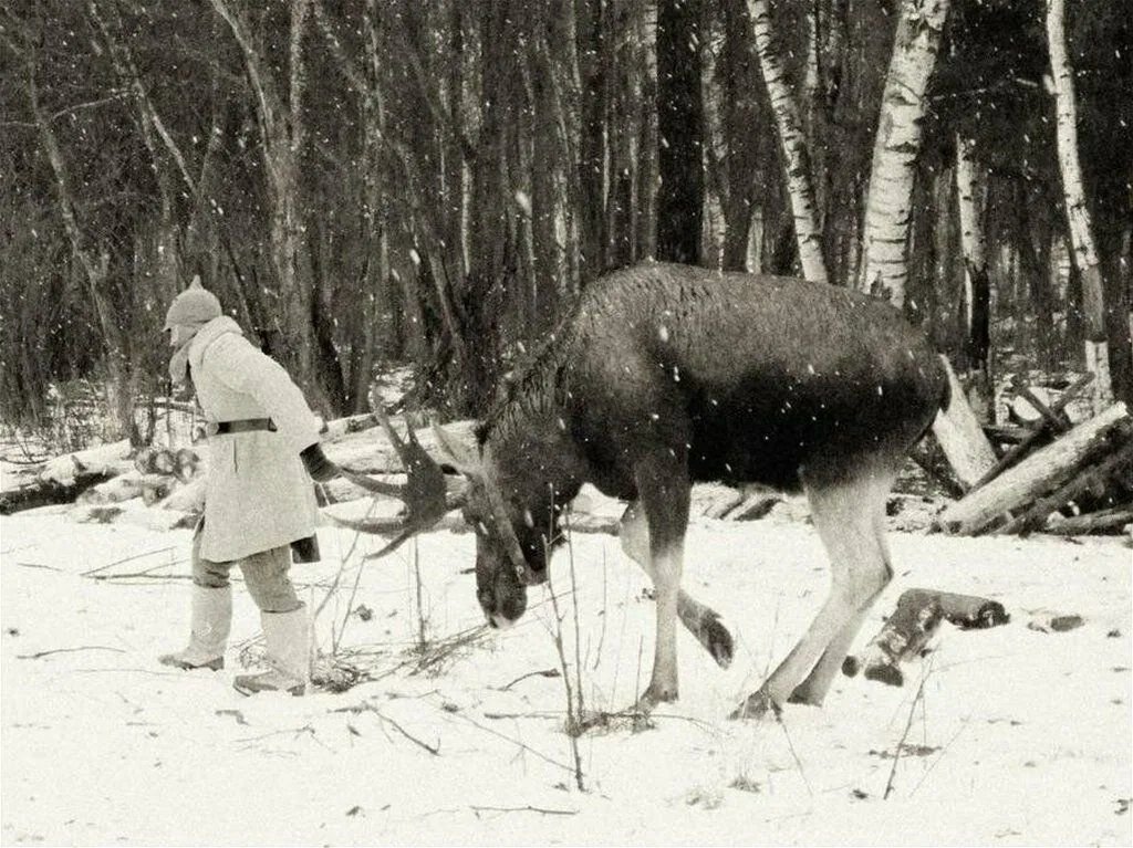 Лоси на войне 1941 1945 фото