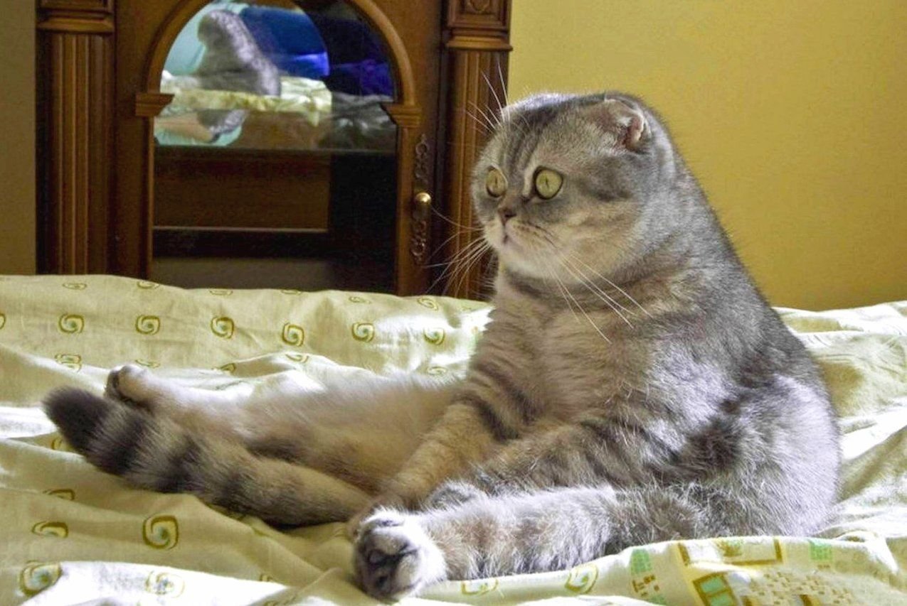 Хочу кота