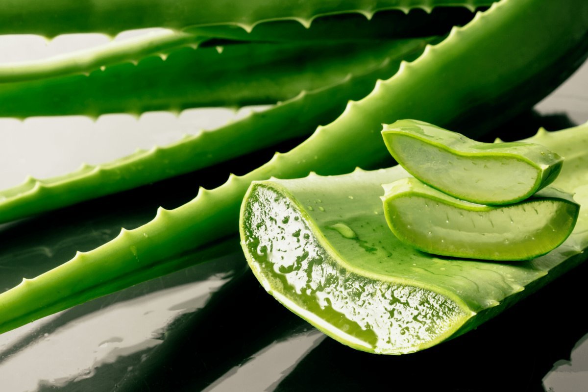 Алоэ настоящее Aloe Vera