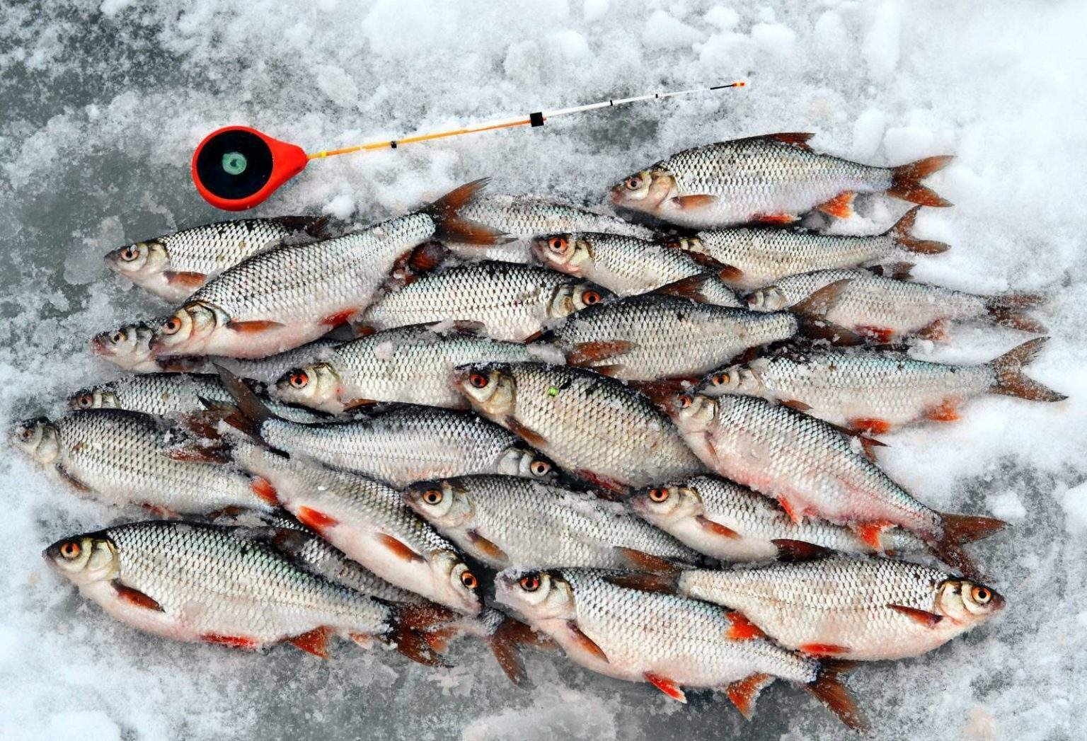 Безмотылка гладыш. Зимняя рыбалка на плотву. Зимняя ловля плотвы на безмотылку. Сорога лайт v1. Ловля со льда плотвы зимой.