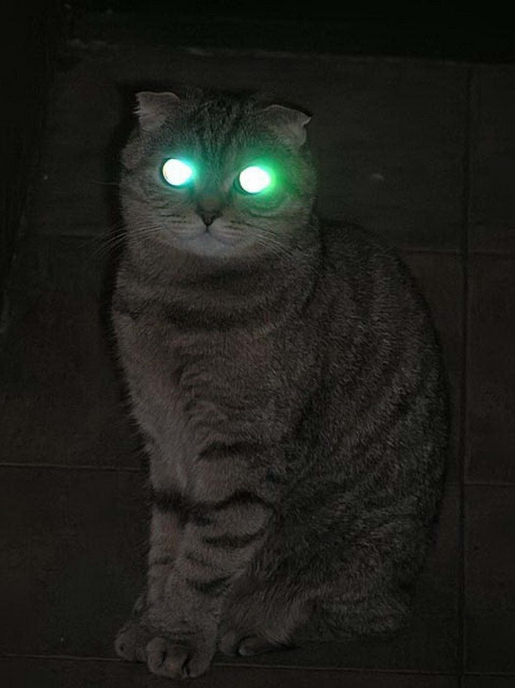 Коты со светящимися глазами