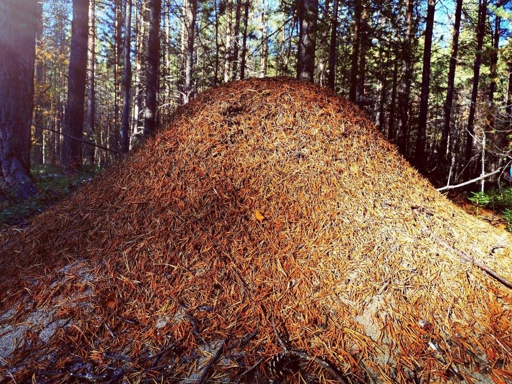 Большой муравейник фото