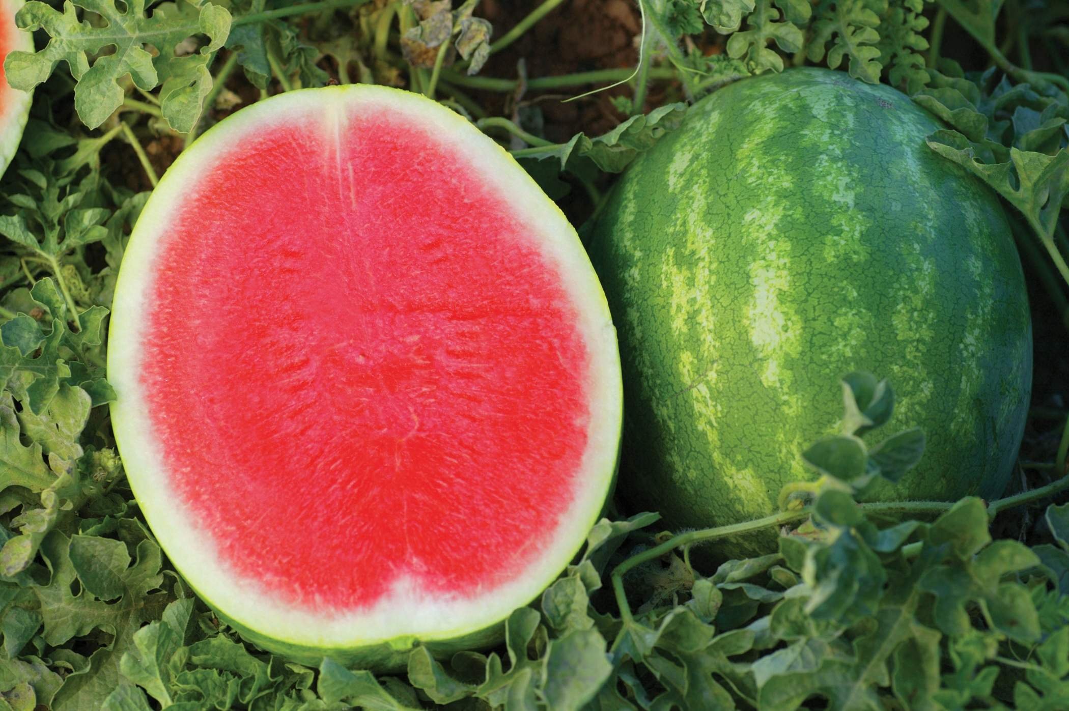 Арбуз бери. Арбуз Мирсини. Арбуз сорт seedless Watermelon. Бессемянные сорта арбузов. Watermelon seedless Арбуз Nero.