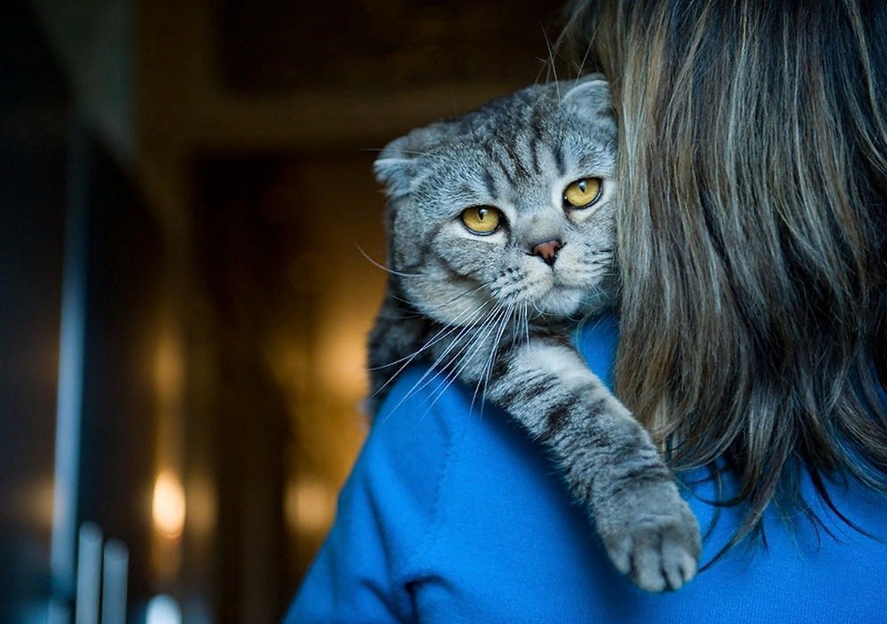 Что написать под фото с кошкой