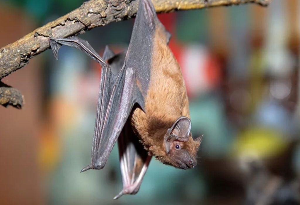 бурый ушан. вечерница летучая мышь. пещерный крылан. свиноносая летучая мышь. малая бурая ночница.