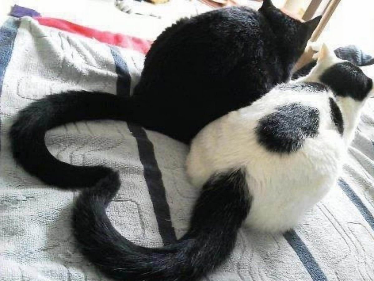 Котики с хвостами сердечком