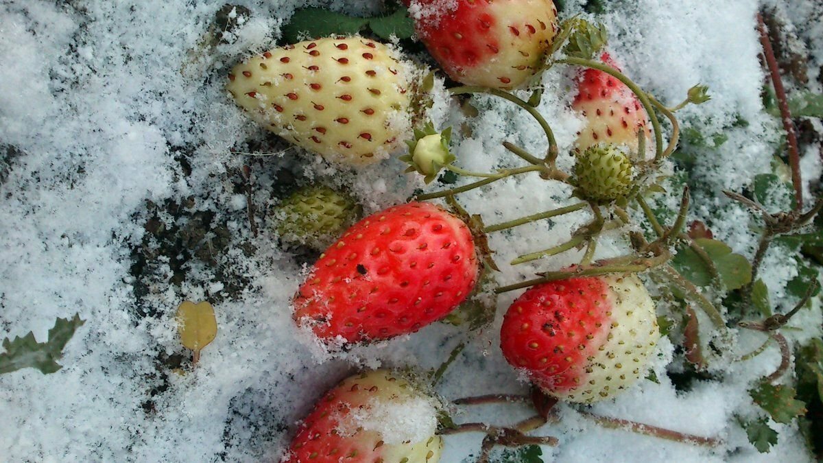 Клубника в декабре. Клубника под снегом. Зимняя клубника. Ягоды в снегу. Земляника в снегу.