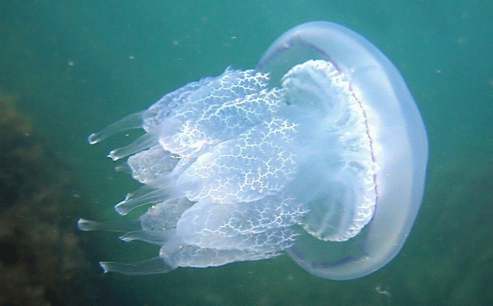 Медуза большая в черном море