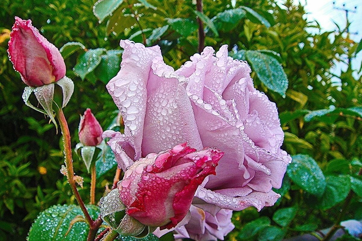 Цветущие розы в саду
