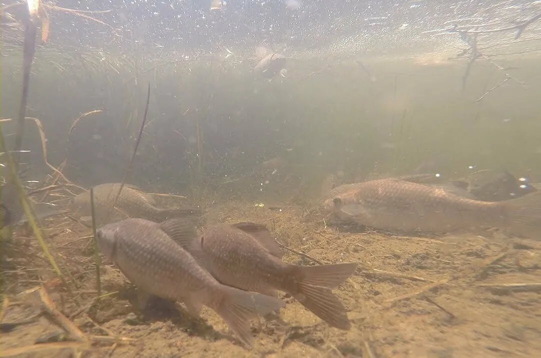 Караси температур вода. Нерест карася. Карась нерестится. Карась в пруду. Зимовка рыбы в пруду.