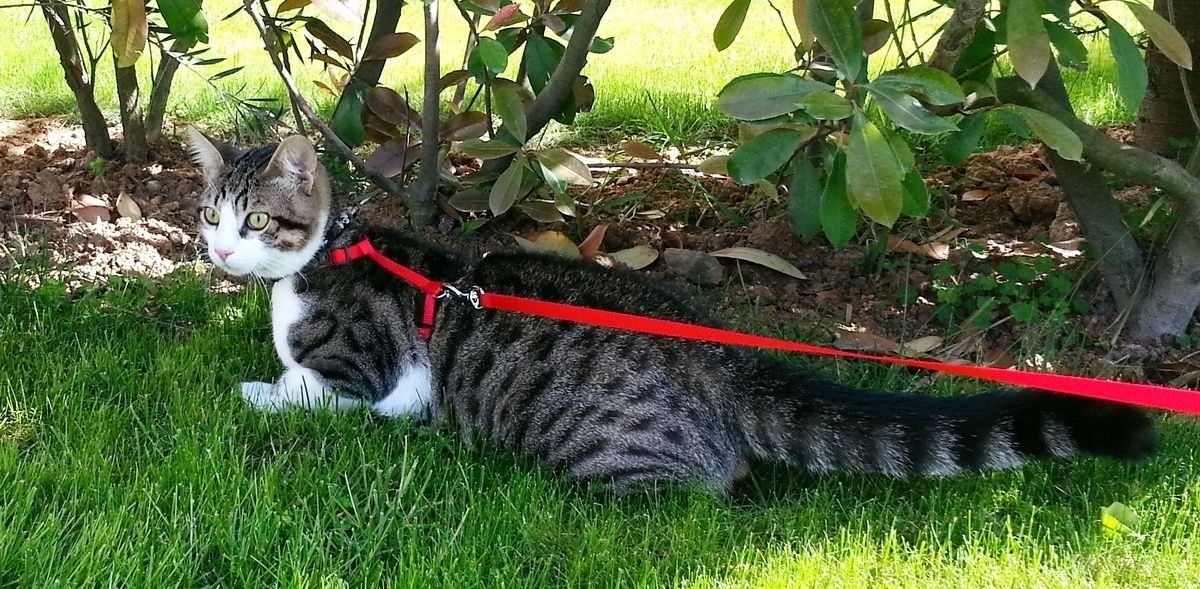 можно ли выпускать кошку на улицу. можно ли выпускать кошку на улицу. бездомный кот. можно ли выпускать кошку на улицу. коты на поводке.