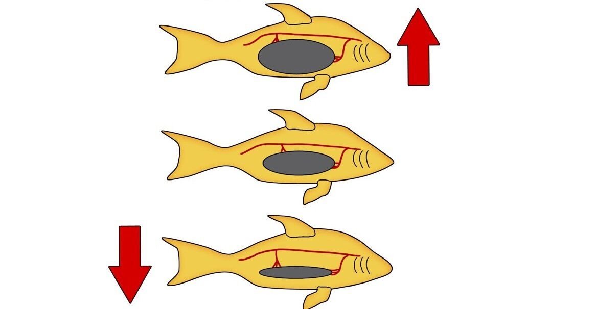 При подъеме плавательный пузырь увеличивается и наоборот