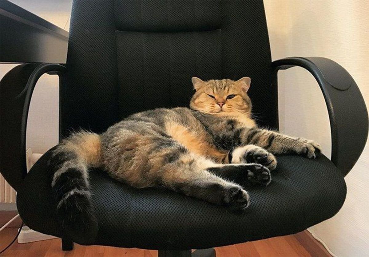 Кот спит на стуле